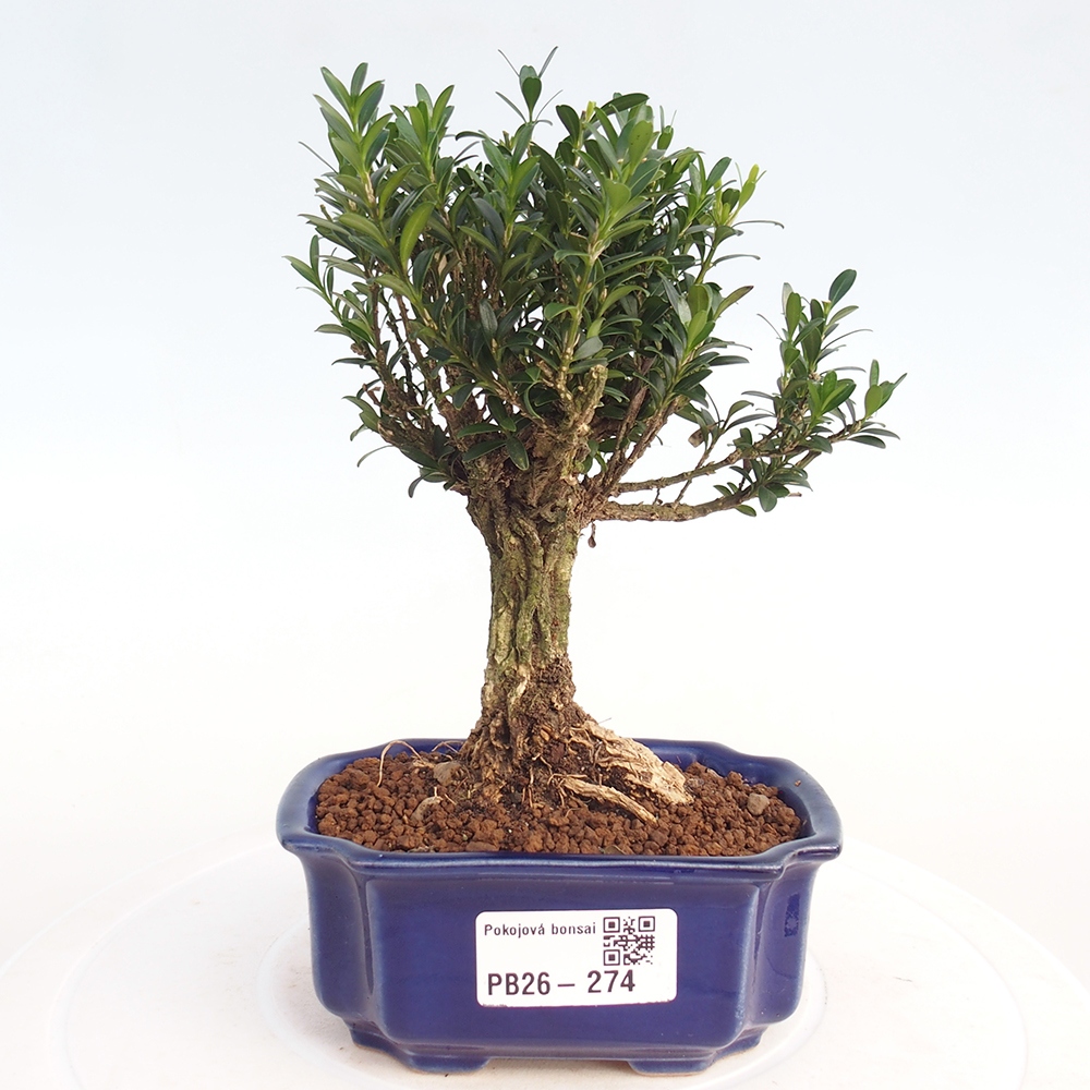 Camera bonsai - Buxus harlandii - buxus da sughero