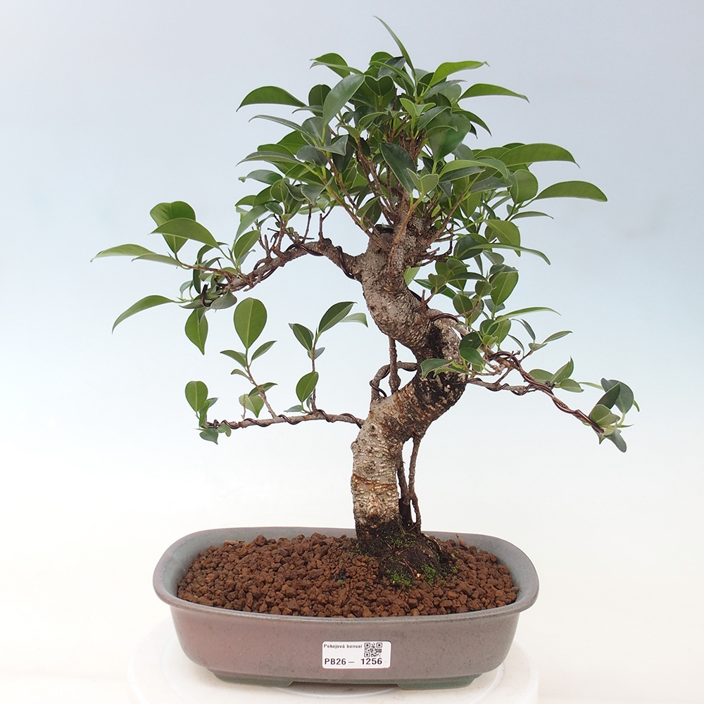 Camera bonsai - Ficus kimmen - ficus a foglie piccole