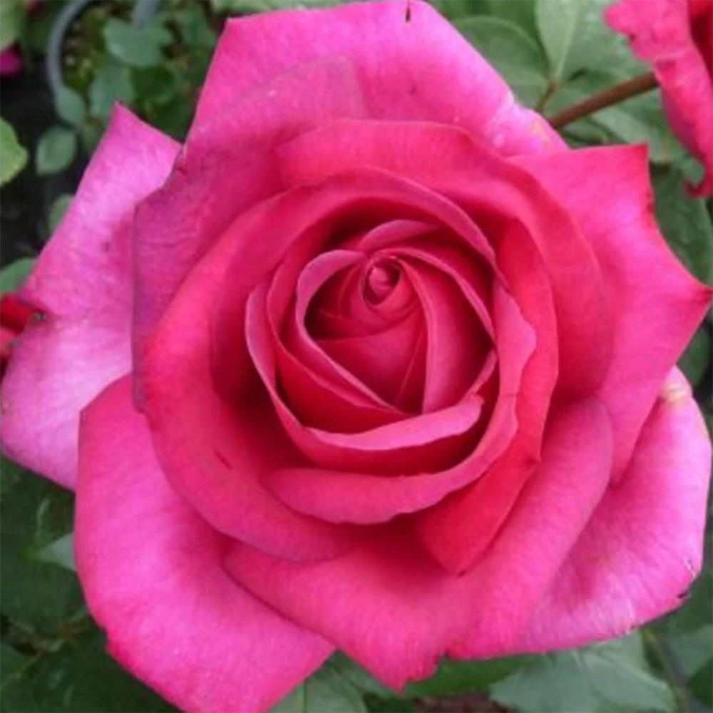Bonsai da esterno - Rosa Kordes - rosa