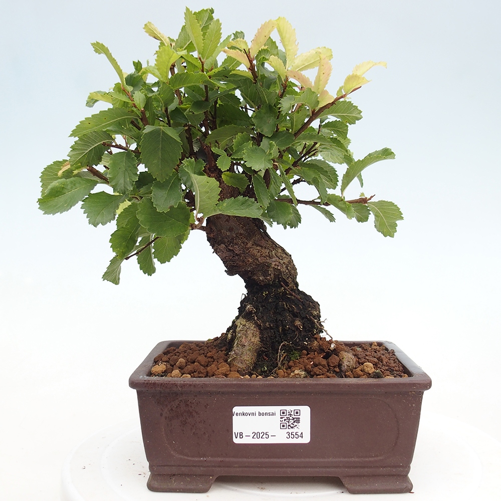Bonsai da esterno - Zelkova - Zelkova NIRE