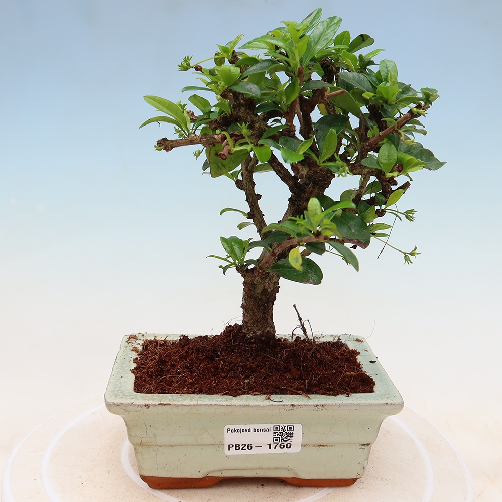 Camera bonsai - Carmona macrophylla - Tea fuki