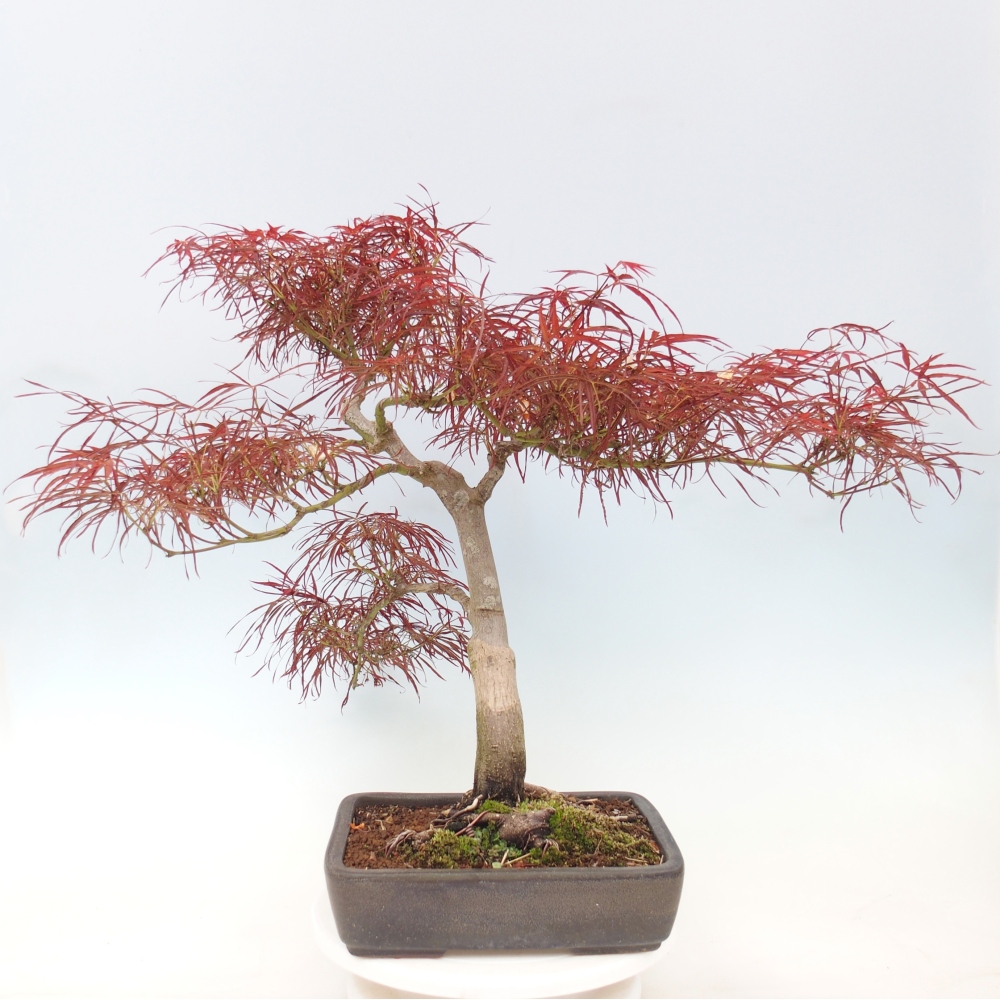 Bonsai da esterno - Acer palmatum RED PYGMY