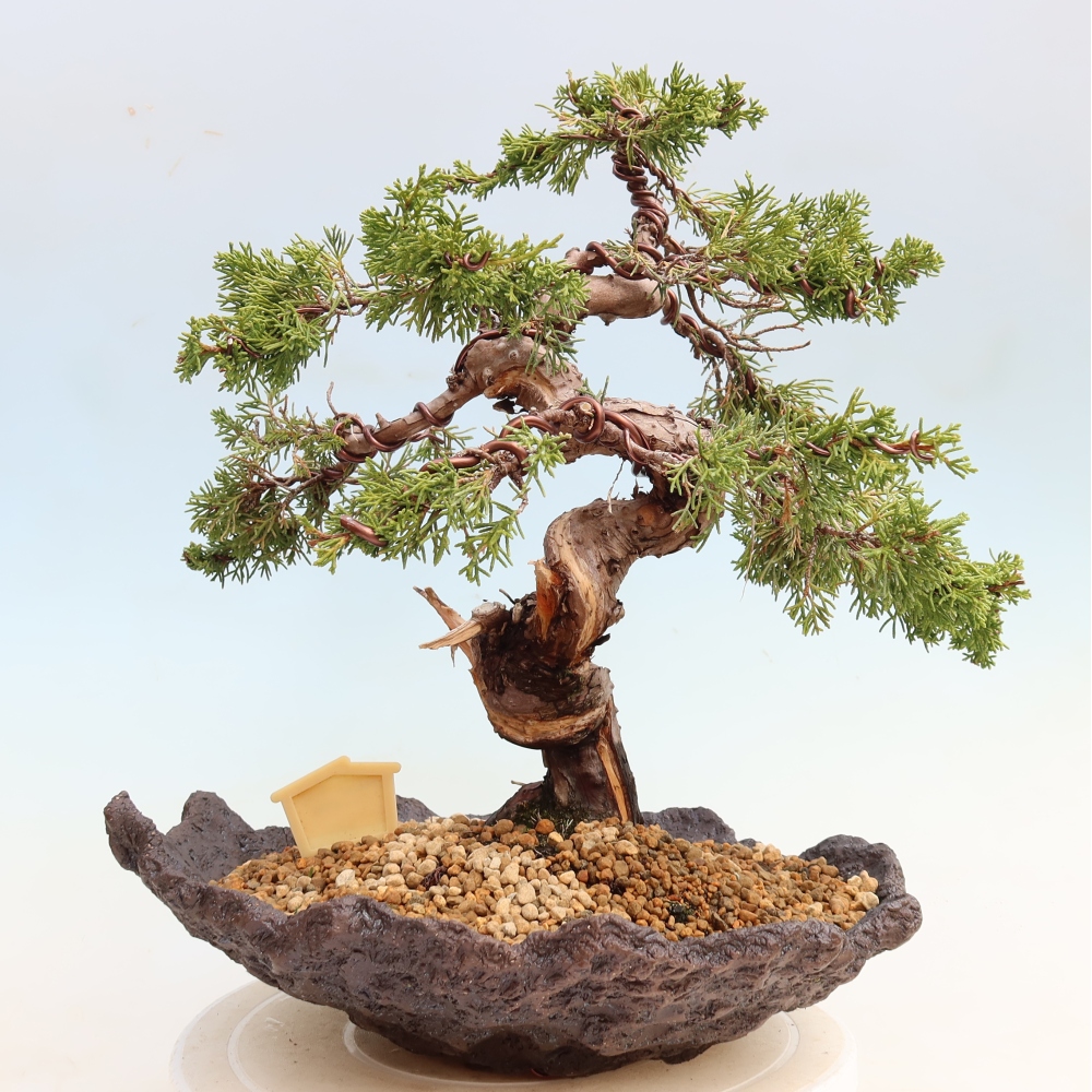 Bonsai da esterno - Juniperus chinensis Itoigawa-Juniperus chinensis