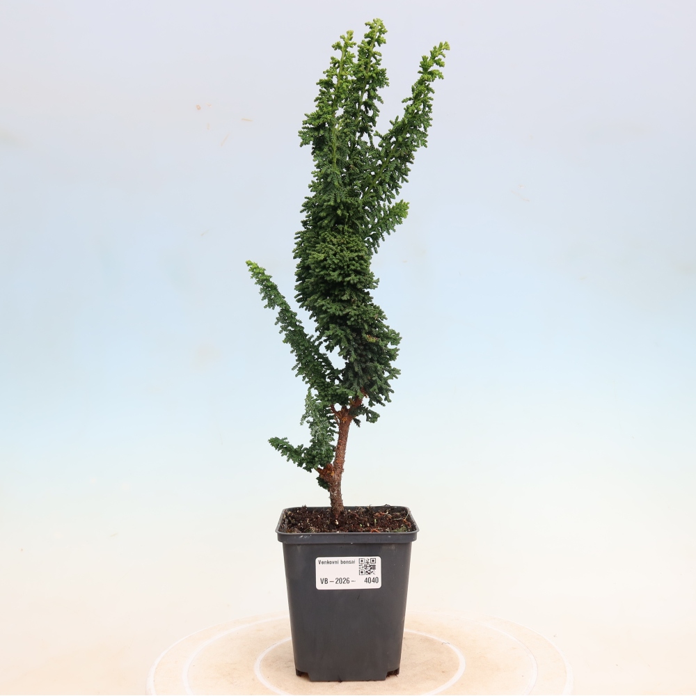 Bonsai da esterno - Cham. obtusa SEKKA HINOKI - Cipresso