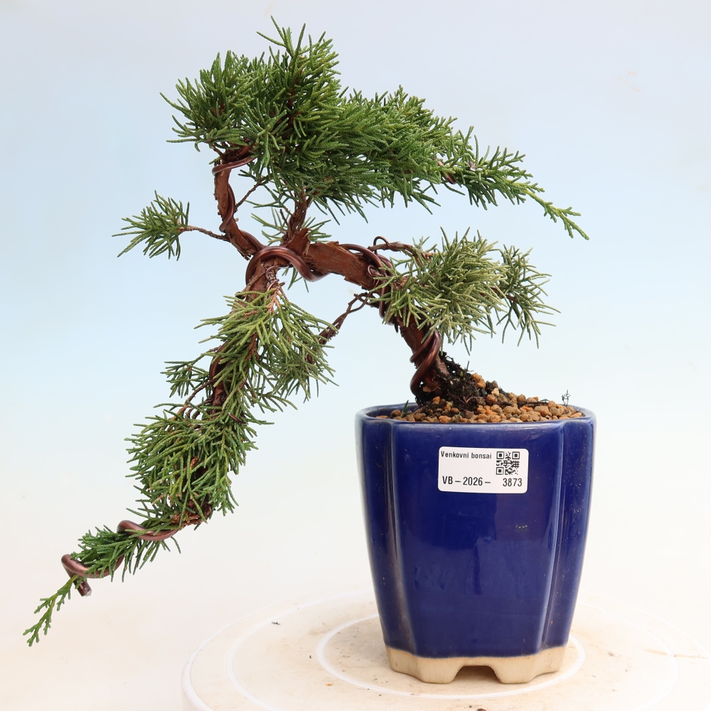 Bonsai da esterno - Juniperus chinensis Kishu