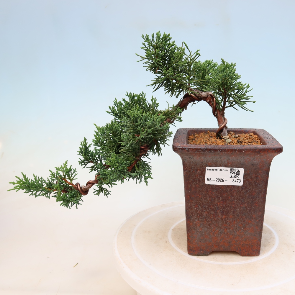 Bonsai da esterno - Juniperus chinensis Kishu