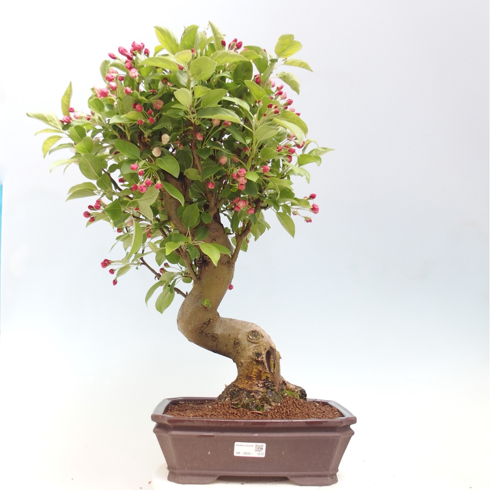 Bonsai da esterno -Malus halliana - Melo a frutto piccolo