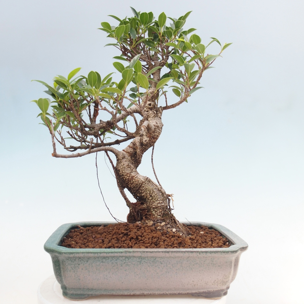 Camera bonsai - Ficus kimmen - ficus a foglie piccole