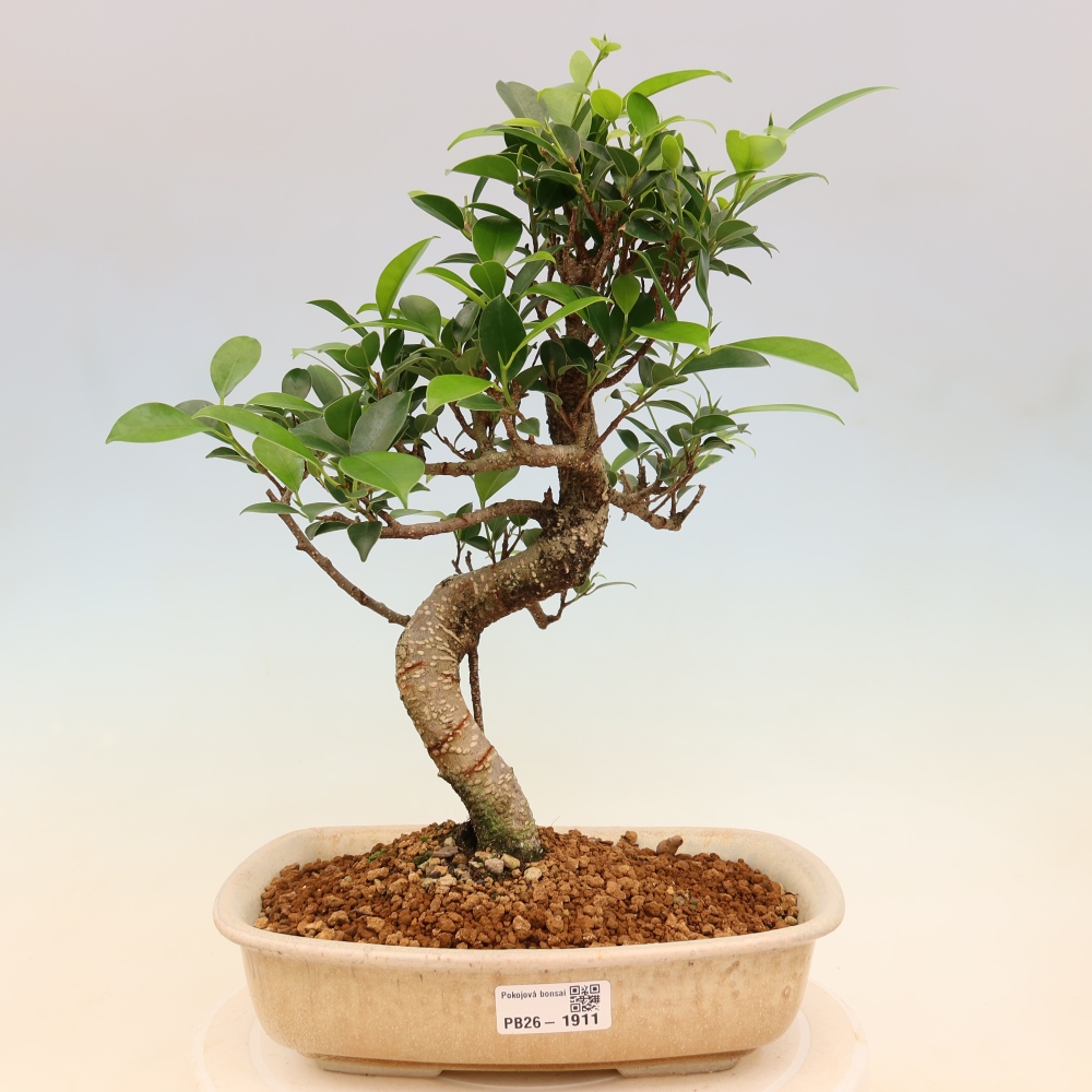 Camera bonsai - Ficus kimmen - ficus a foglie piccole