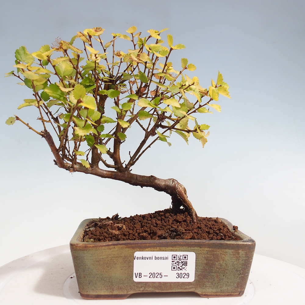 Bonsai da esterno - Betulla nana - Betula NANA Treasure