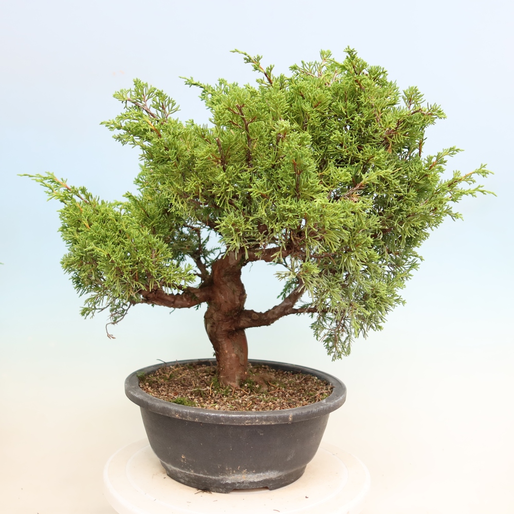 Bonsai da esterno - Juniperus chinensis Itoigawa-Juniperus chinensis