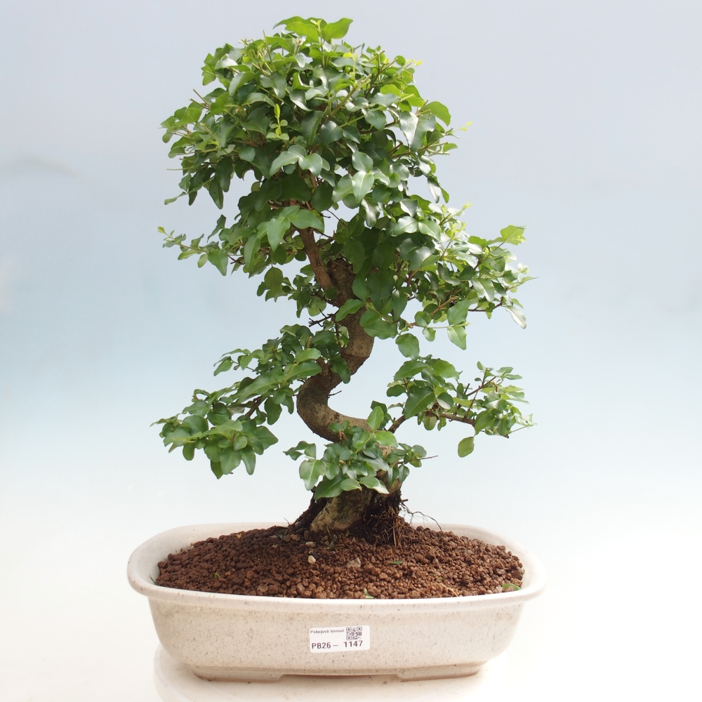 Camera bonsai -Ligustrum chinensis - Becco d'uccello
