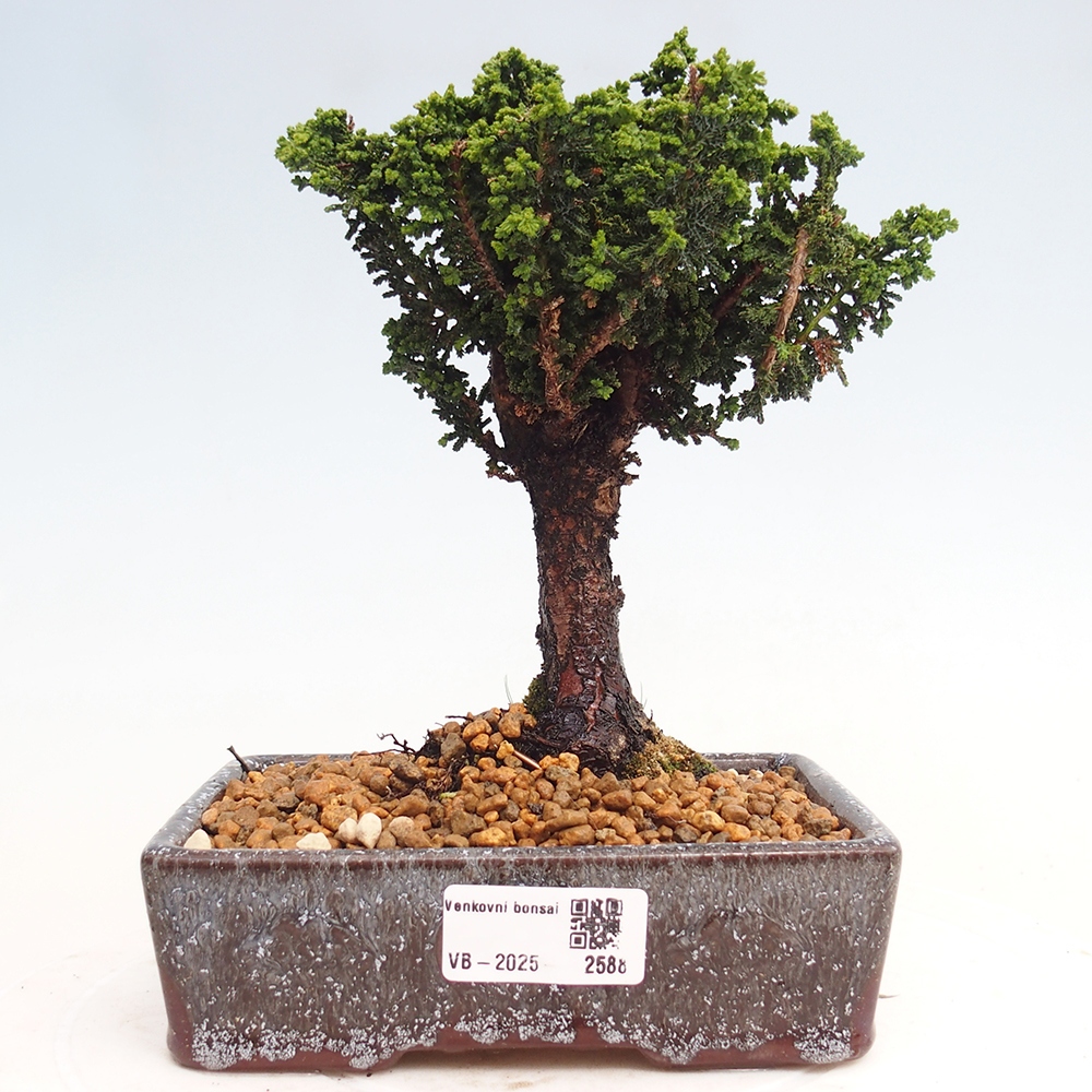 Bonsai da esterno - Cham. obtusa SEKKA HINOKI - Cipresso