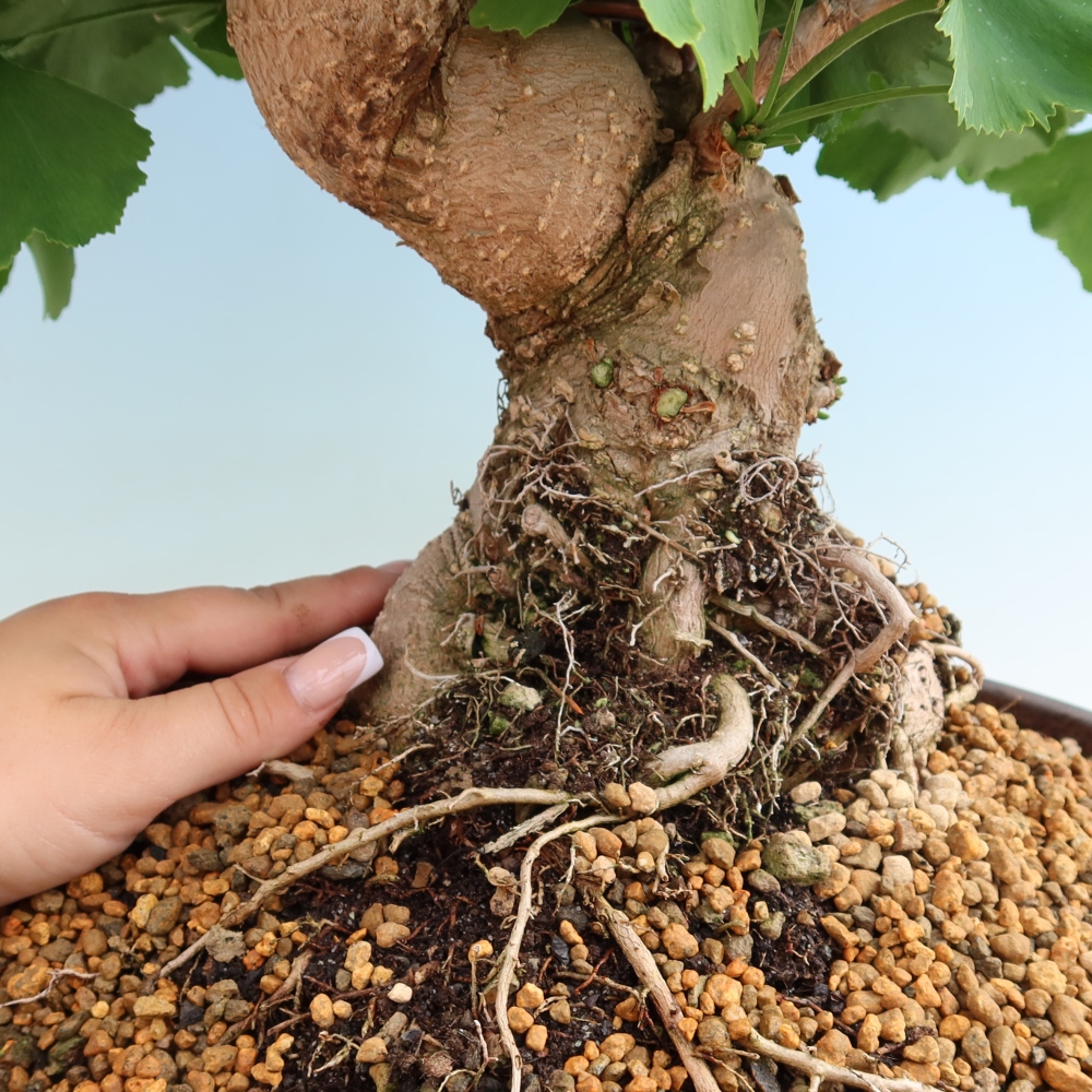 Bonsai da esterno - Ginkgo biloba - Ginkgo biloba
