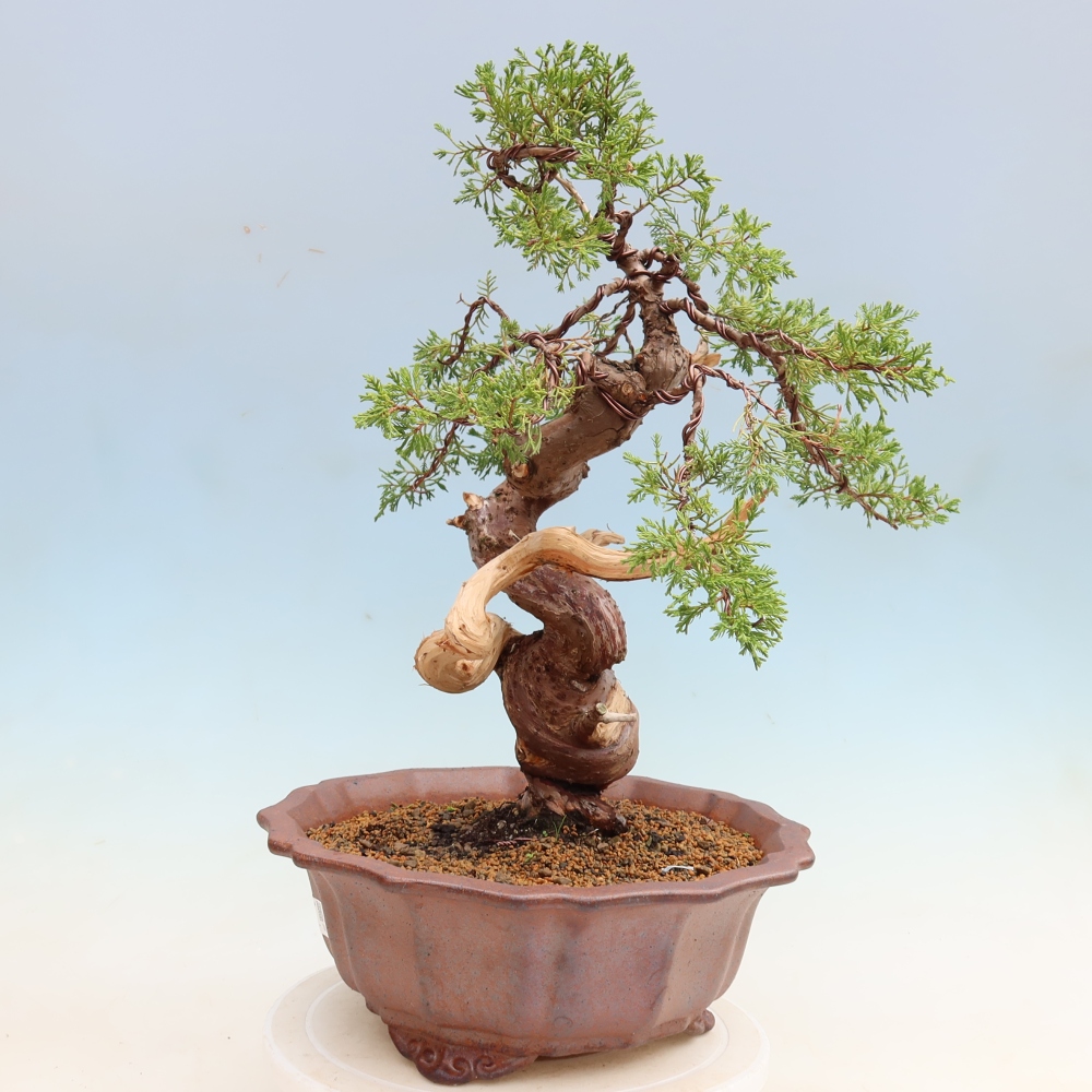Bonsai da esterno - Juniperus chinensis Itoigawa-Juniperus chinensis