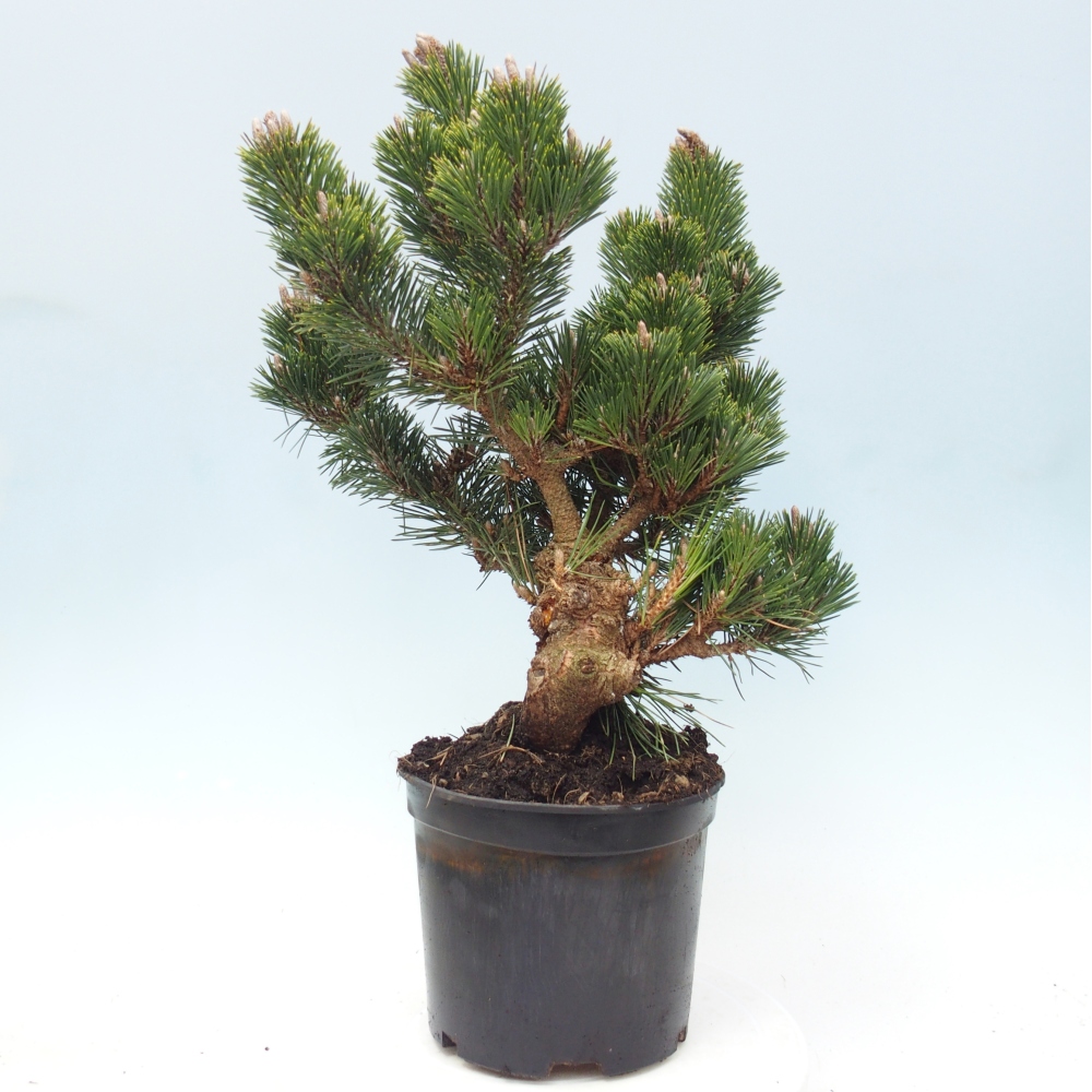 Bonsai da esterno - Pinus thunbergii senjyumaru - Pino di Thunberg