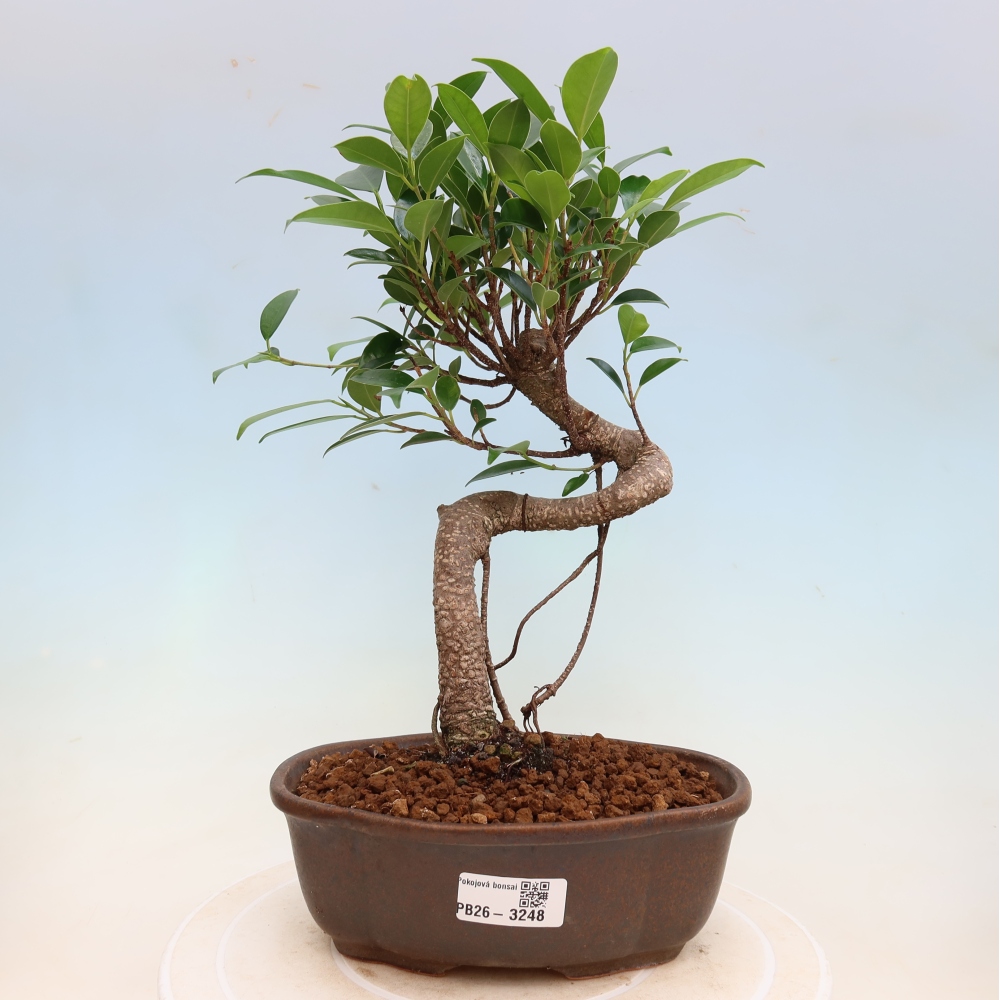Camera bonsai - Ficus kimmen - ficus a foglie piccole