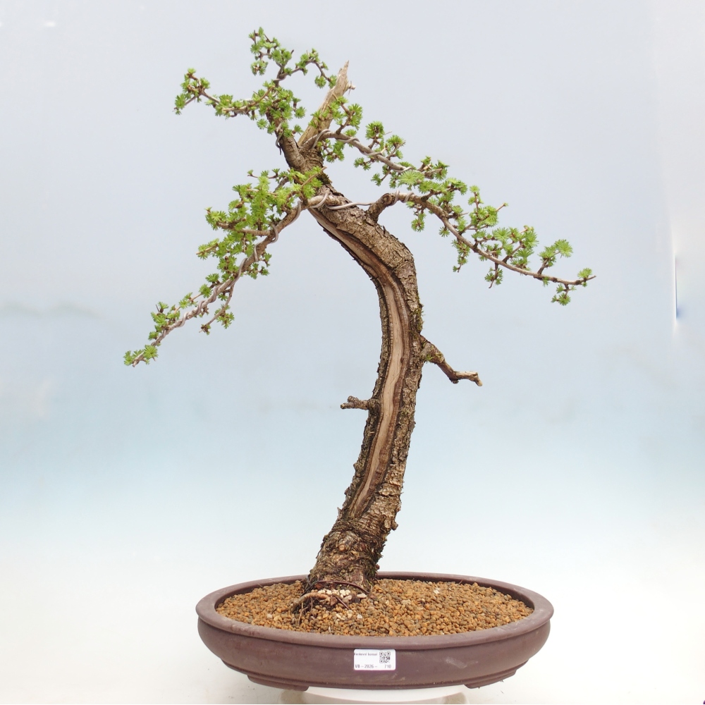 Bonsai da esterno -Larix decidua - Larice - Solo trasporto su pallet
