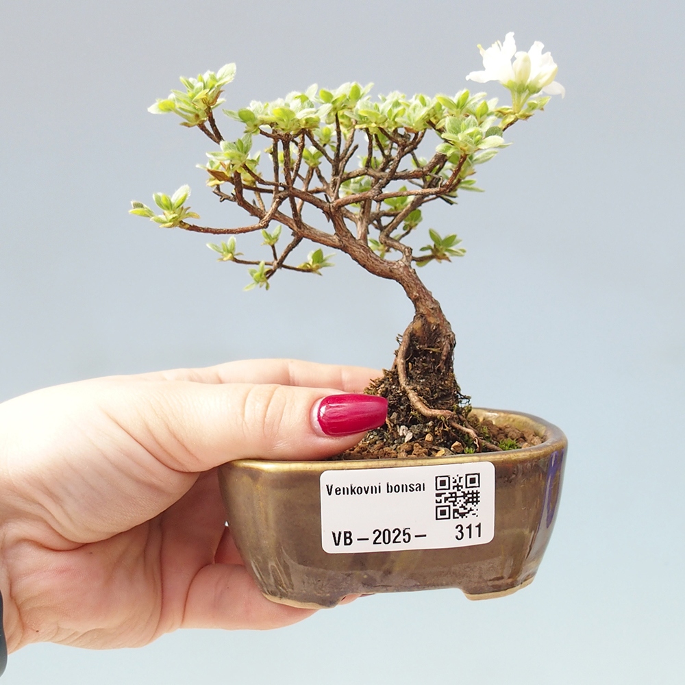 Bonsai da esterno - Rhododendron indicum - Azalea giapponese