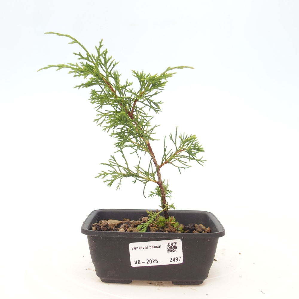 Bonsai da esterno - Juniperus chinensis Itoigawa