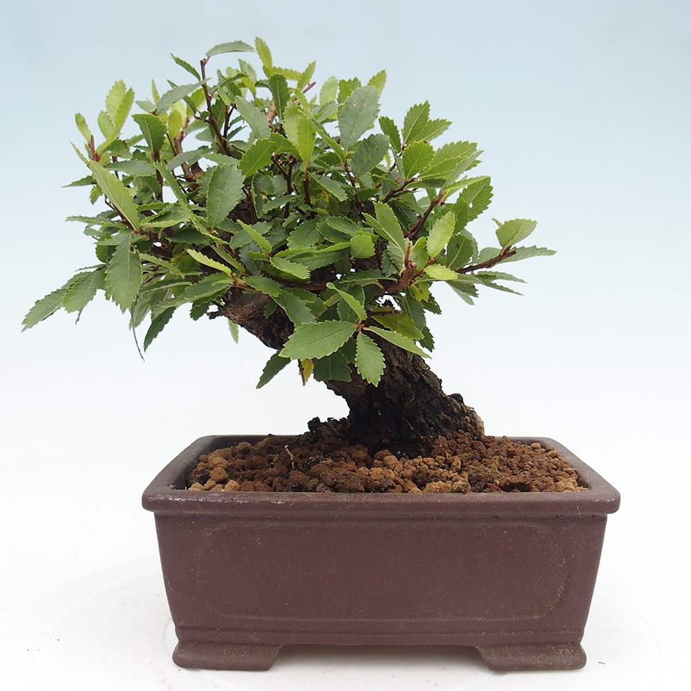 Bonsai da esterno - Zelkova - Zelkova NIRE