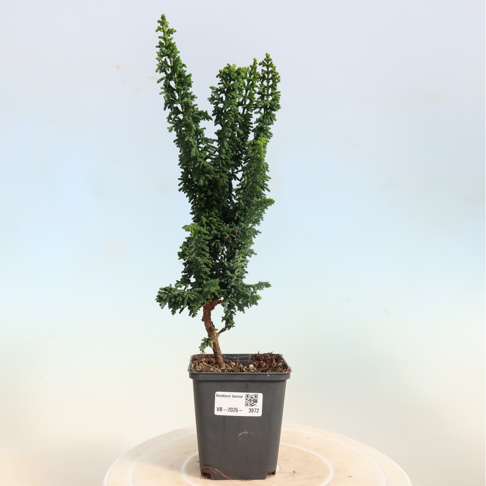 Bonsai da esterno - Cham. obtusa SEKKA HINOKI - Cipresso