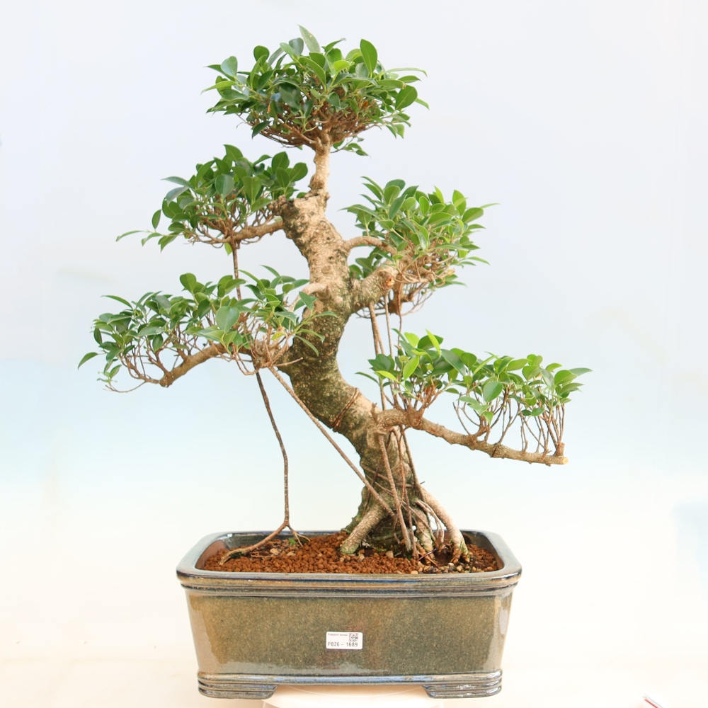 Camera bonsai - Ficus kimmen - ficus a foglie piccole