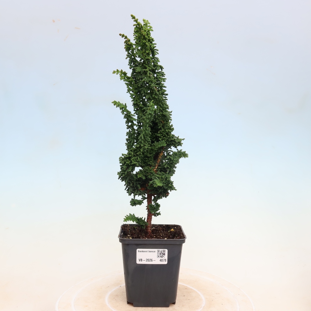 Bonsai da esterno - Cham. obtusa SEKKA HINOKI - Cipresso