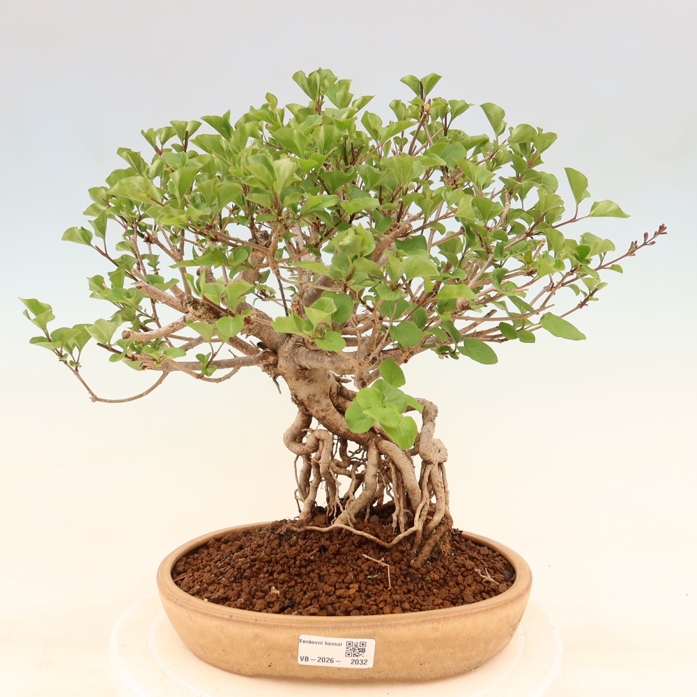 Bonsai da esterno - Syringa microphylla - lillà a fiore piccolo