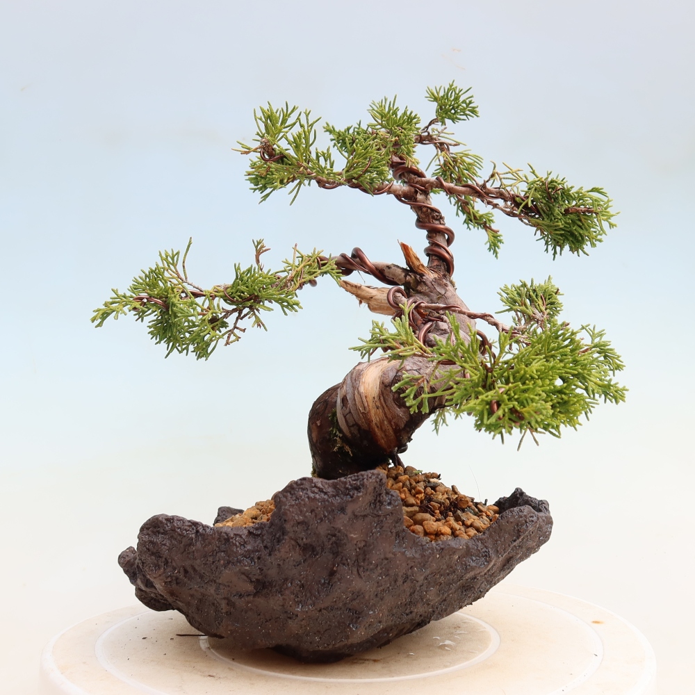 Bonsai da esterno - Juniperus chinensis Itoigawa-Juniperus chinensis