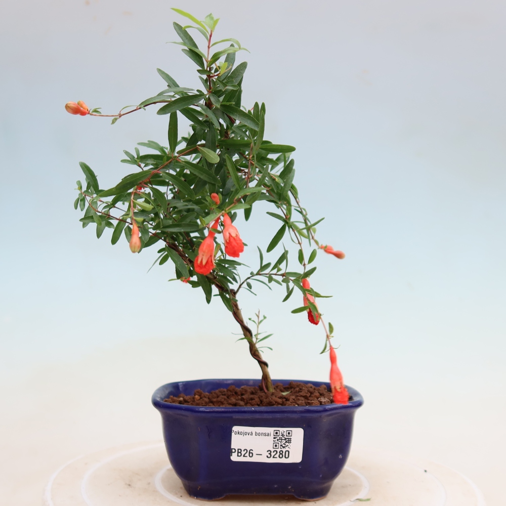 Camera bonsai-PUNICA granatum nana-Mela granata