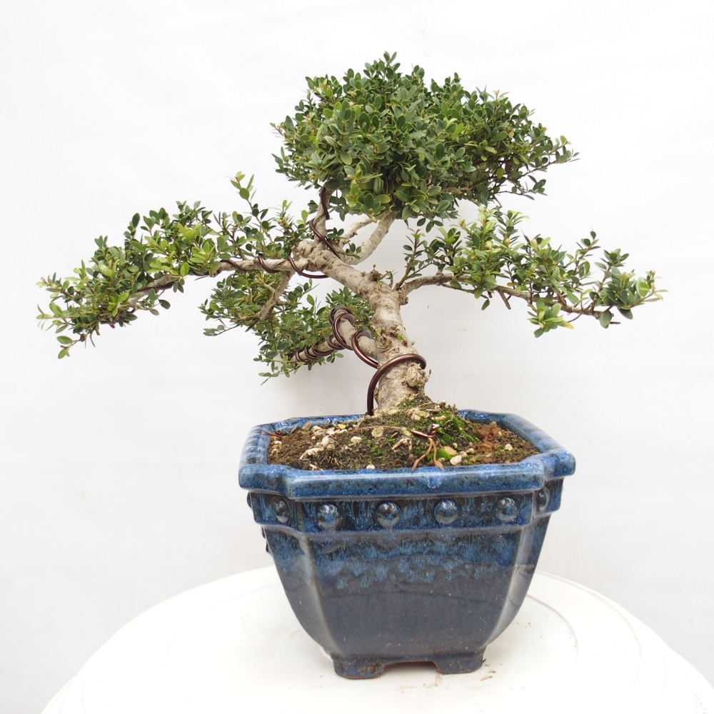 Camera bonsai - Ilex crenata - Agrifoglio