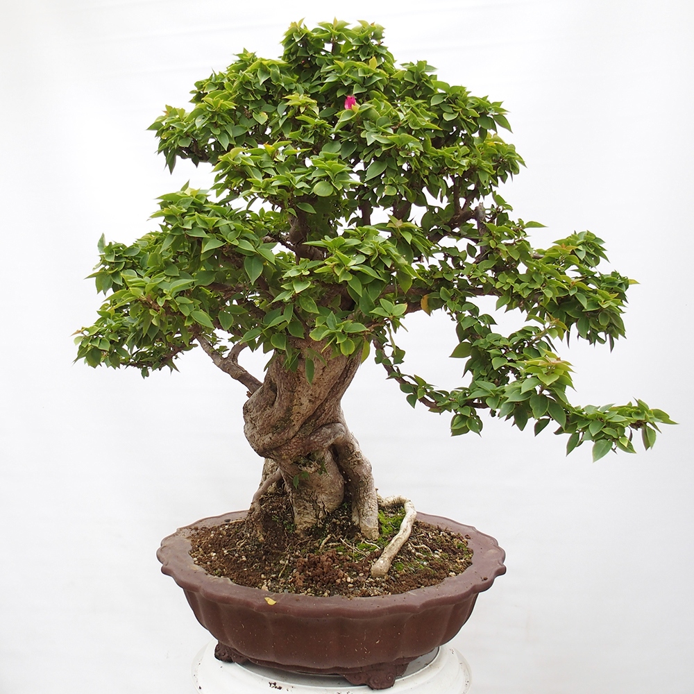 Camera bonsai - Bouganwilea