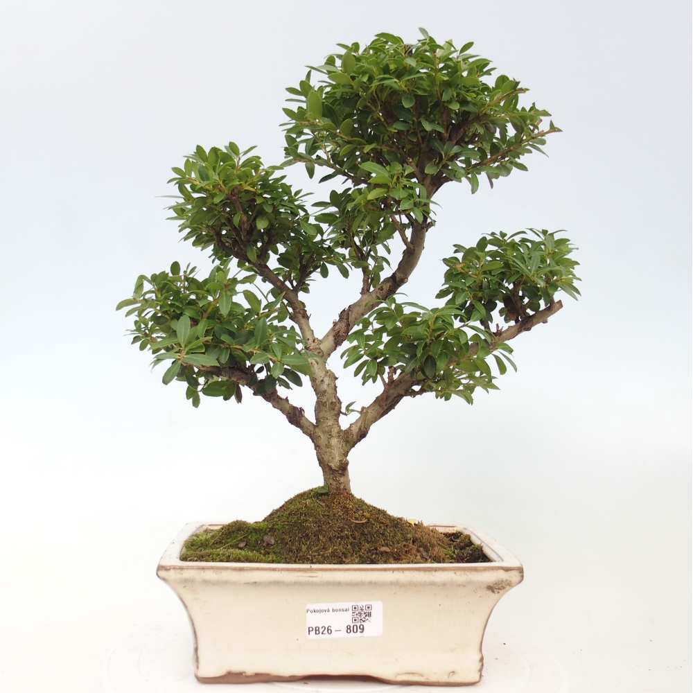 Camera bonsai - Ilex crenata - Agrifoglio