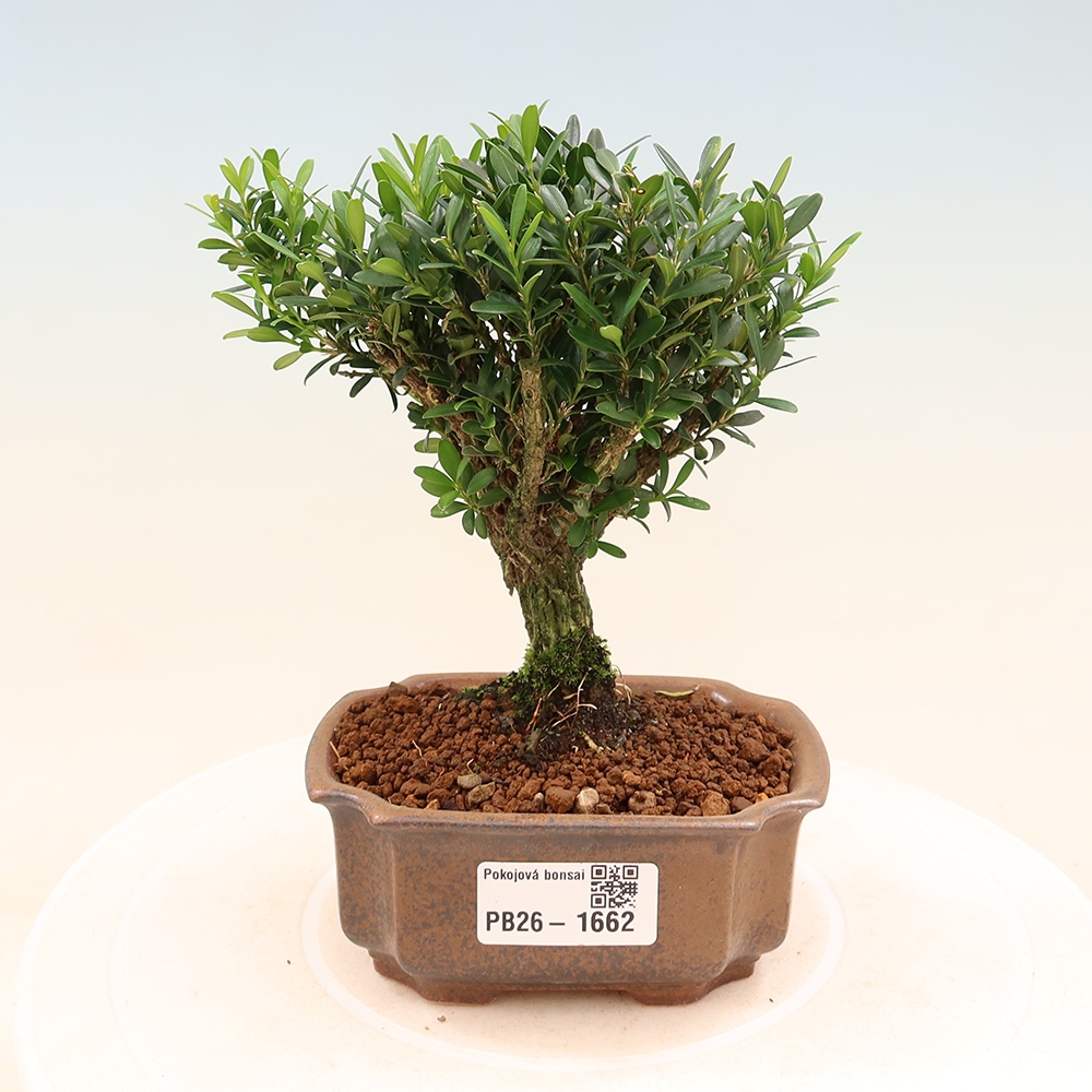 Camera bonsai - Buxus harlandii - buxus da sughero