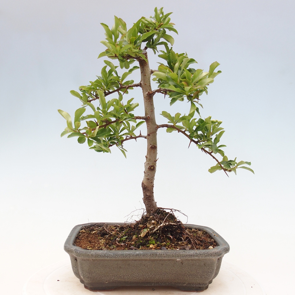 Bonsai da esterno-Pyracantha Teton -Hlox