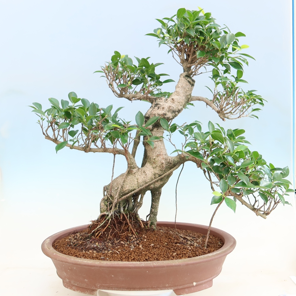 Camera bonsai - Ficus kimmen - ficus a foglie piccole