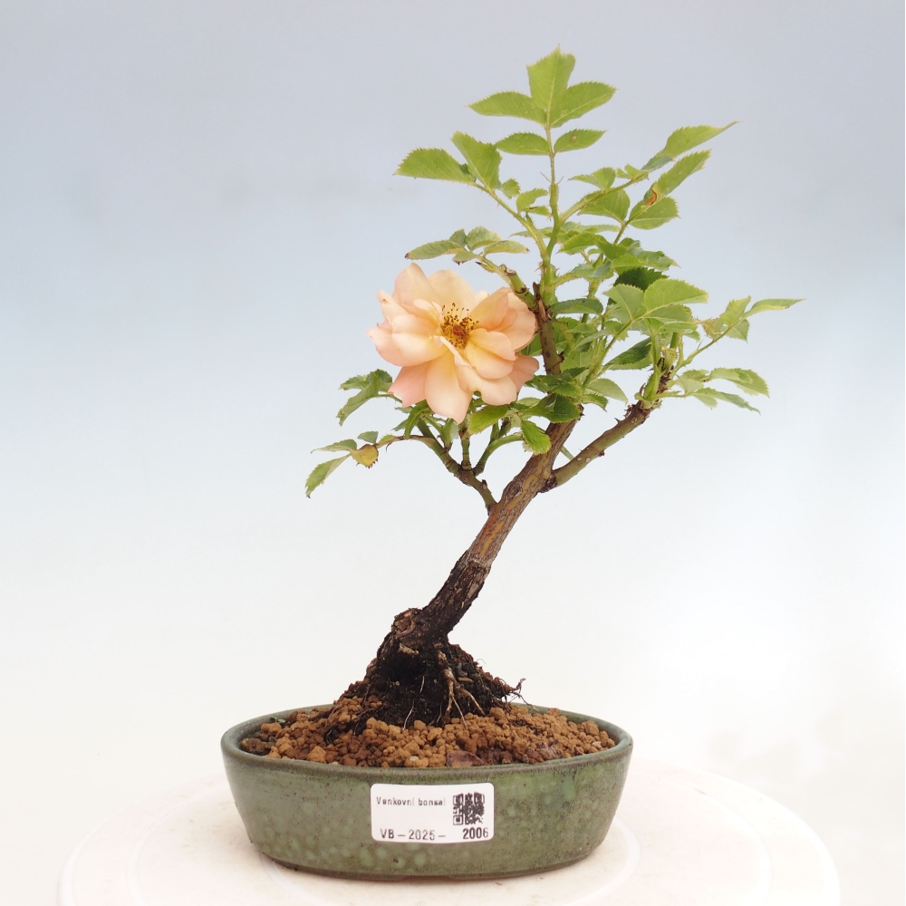 Bonsai da esterno - Rosa Kordes - rosa