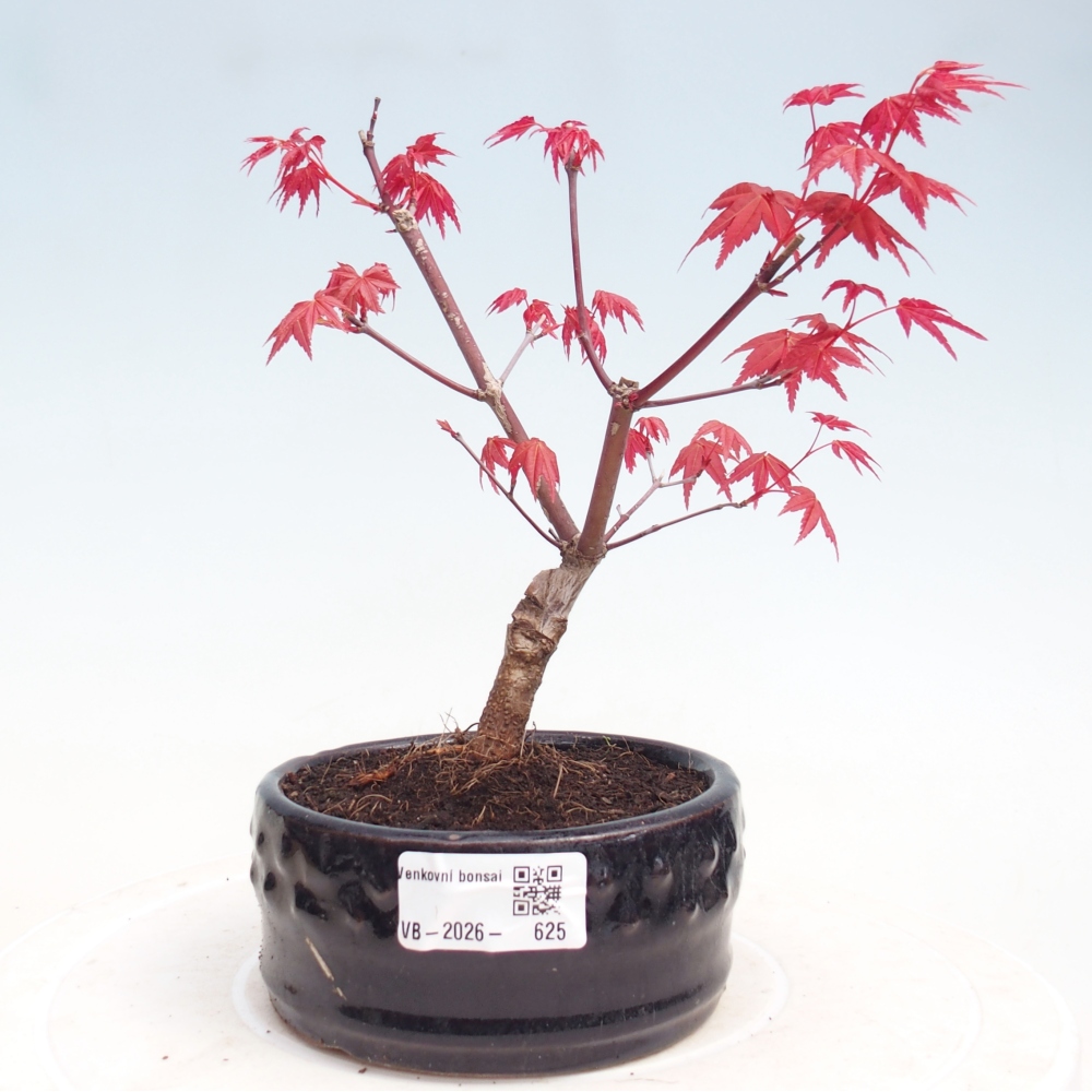 Bonsai da esterno - Acer palmatum DESHOJO
