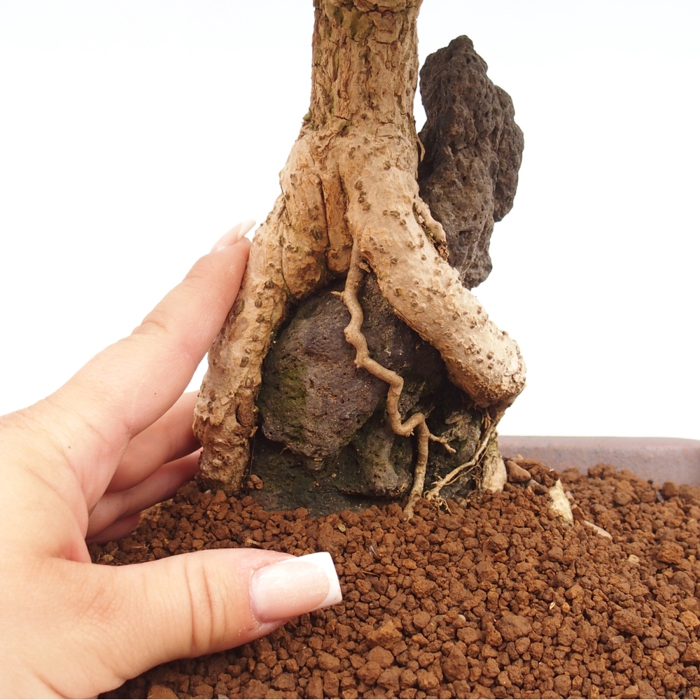Bonsai da esterno - Berberis coreana