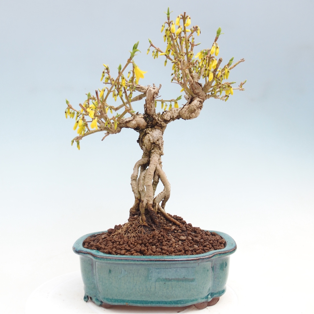 Bonsai da esterno - Zlatice - Forsythia koreana