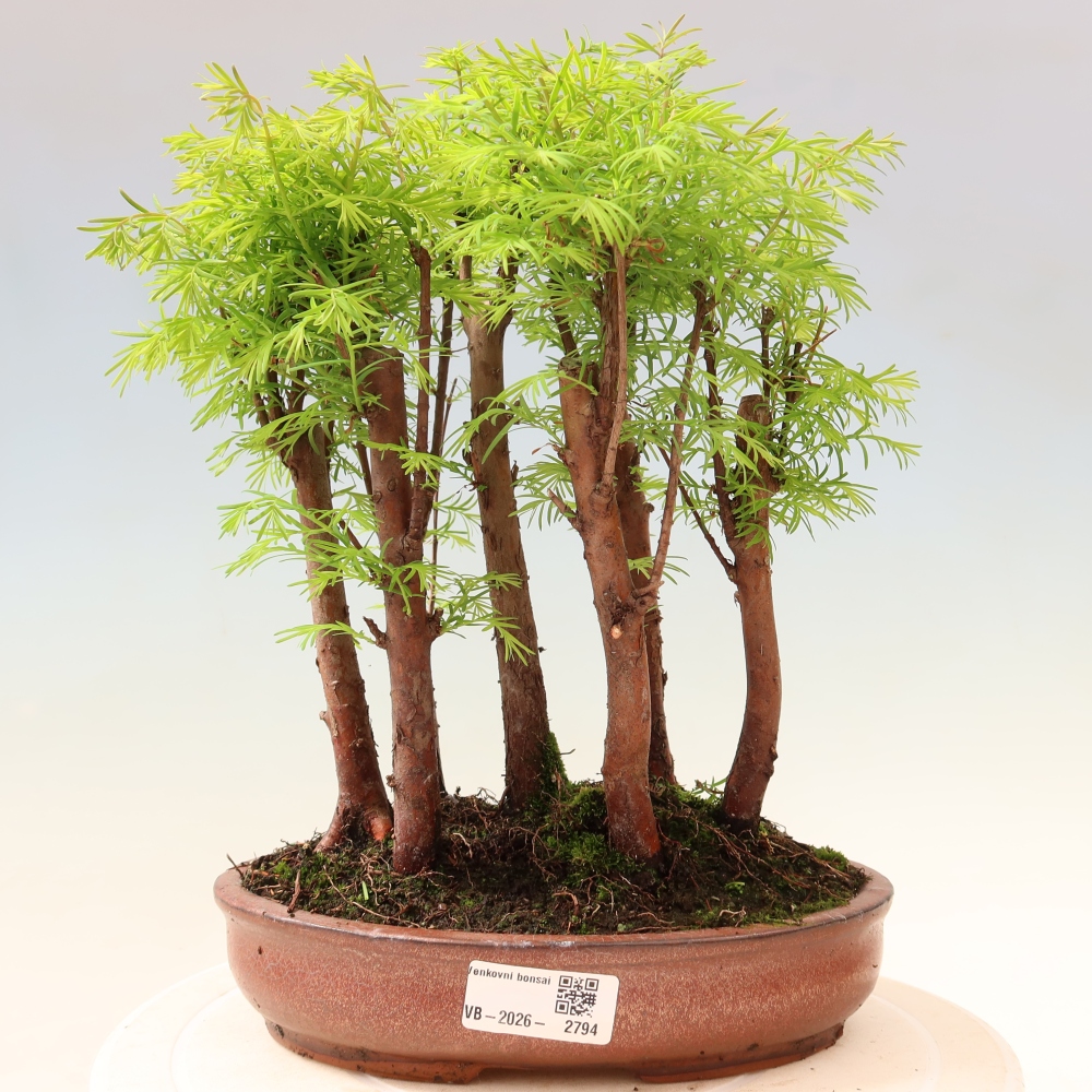 Bonsai da esterno - Metasequoia glyptostroboides - Metasequoia cinese - boschetto