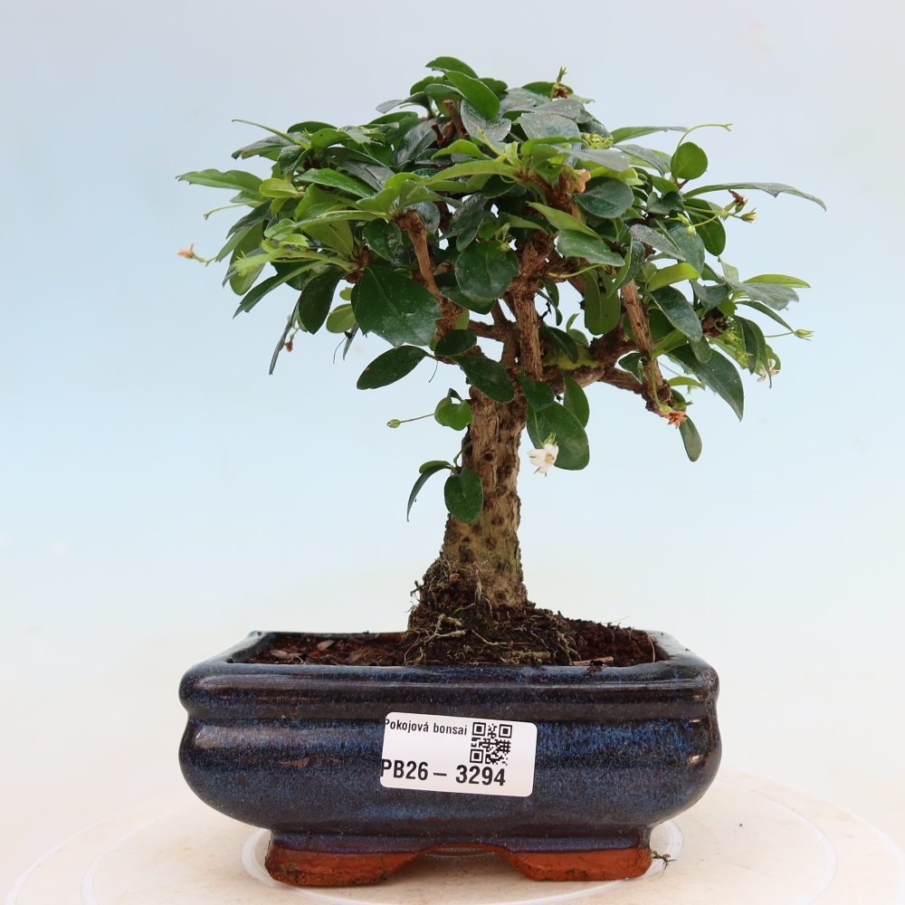 Camera bonsai - Carmona macrophylla - Tea fuki