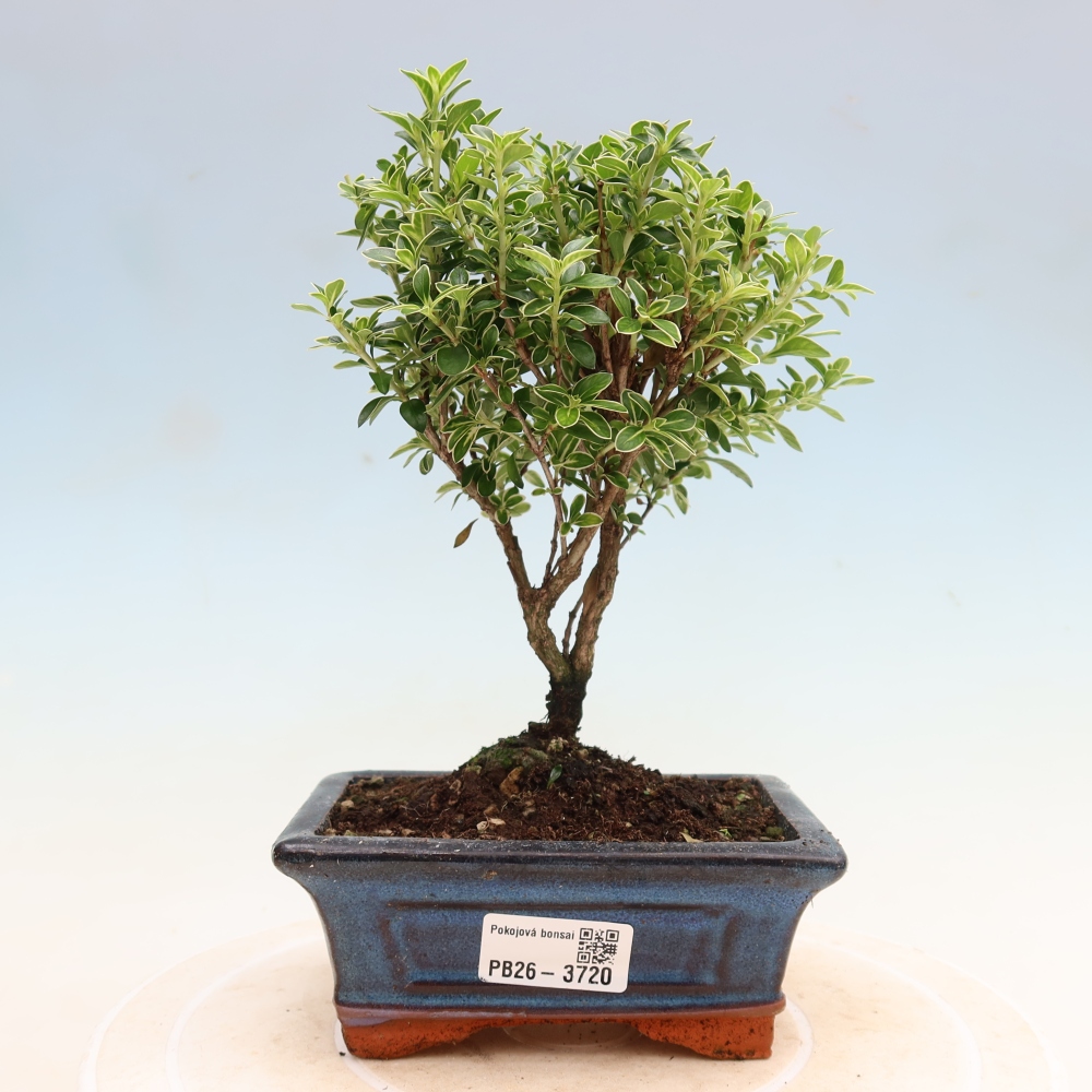 Camera bonsai - Serissa foetida Variegata - Albero delle mille stelle