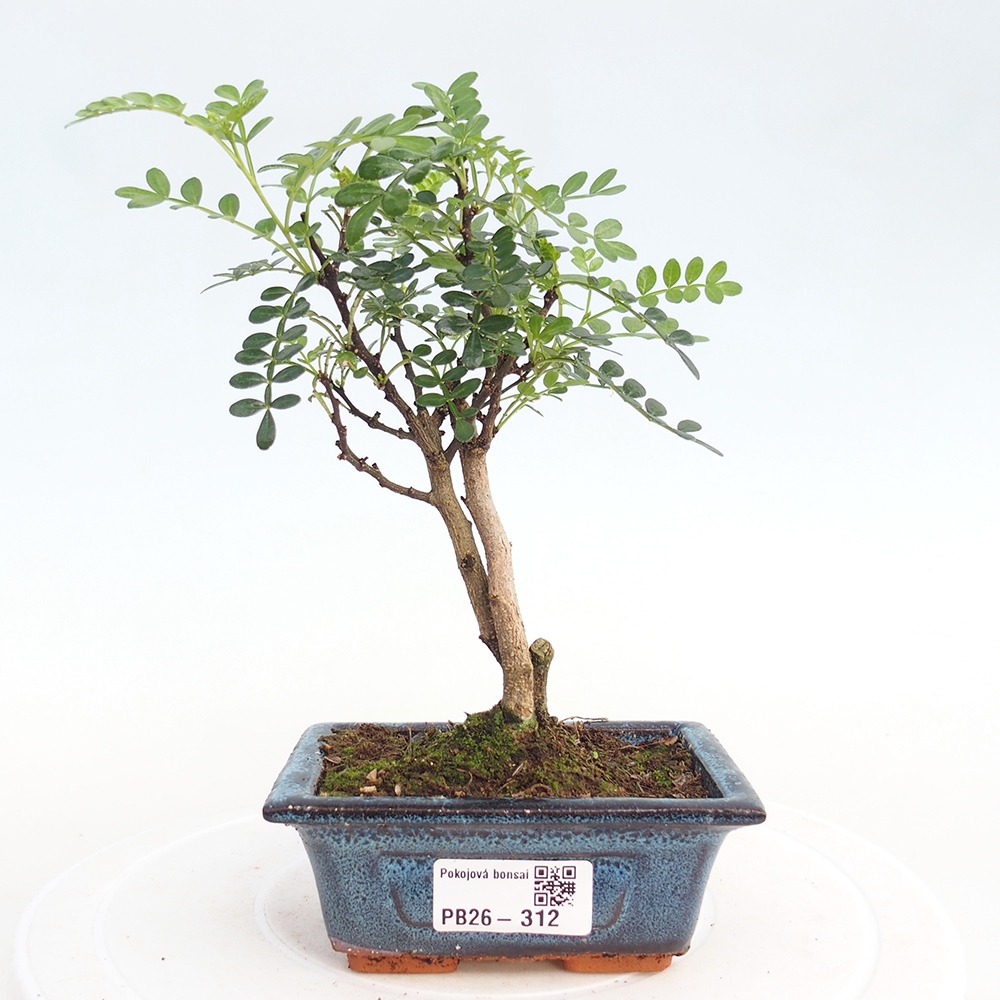 Camera bonsai - Zantoxylum piperitum - albero del pepe