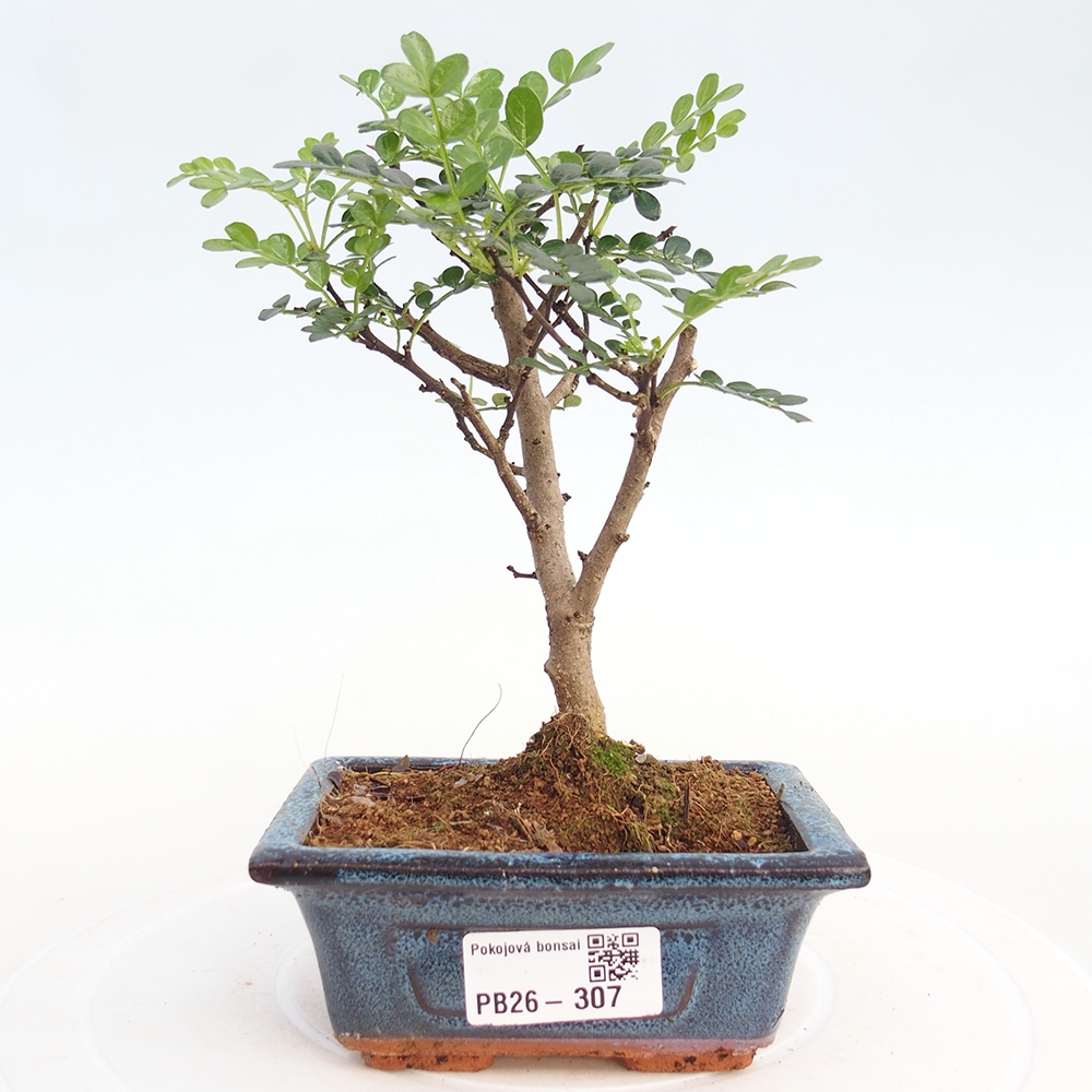 Camera bonsai - Zantoxylum piperitum - albero del pepe