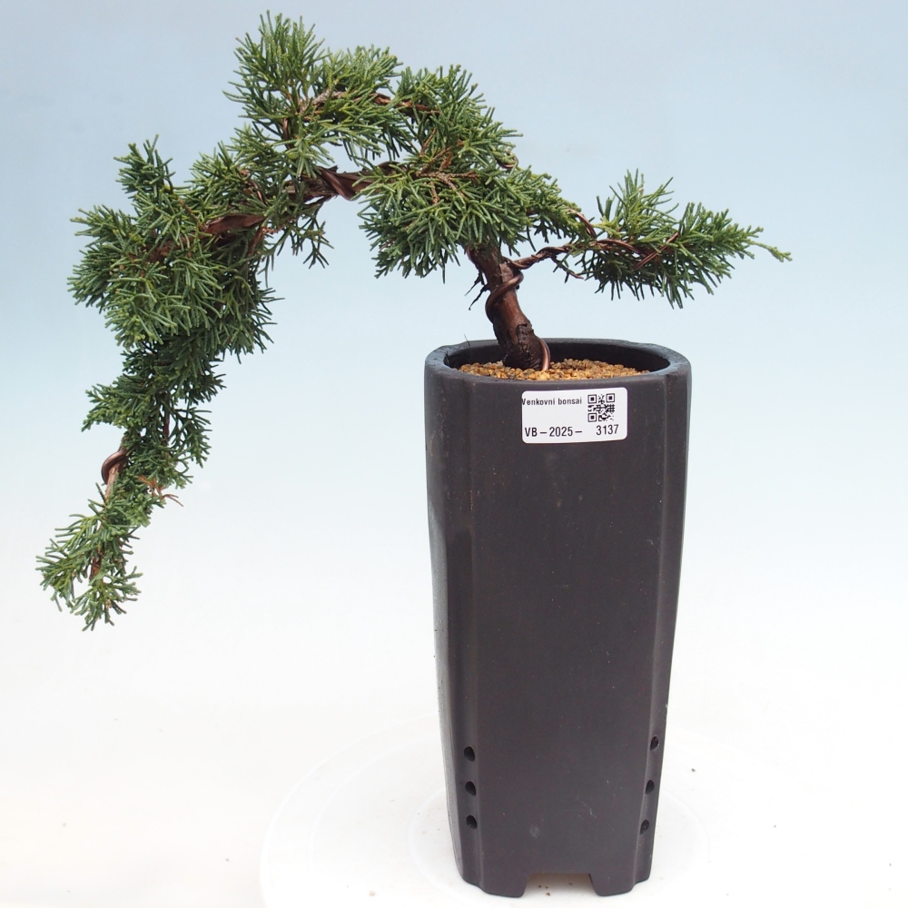 Bonsai da esterno - Juniperus chinensis Kishu