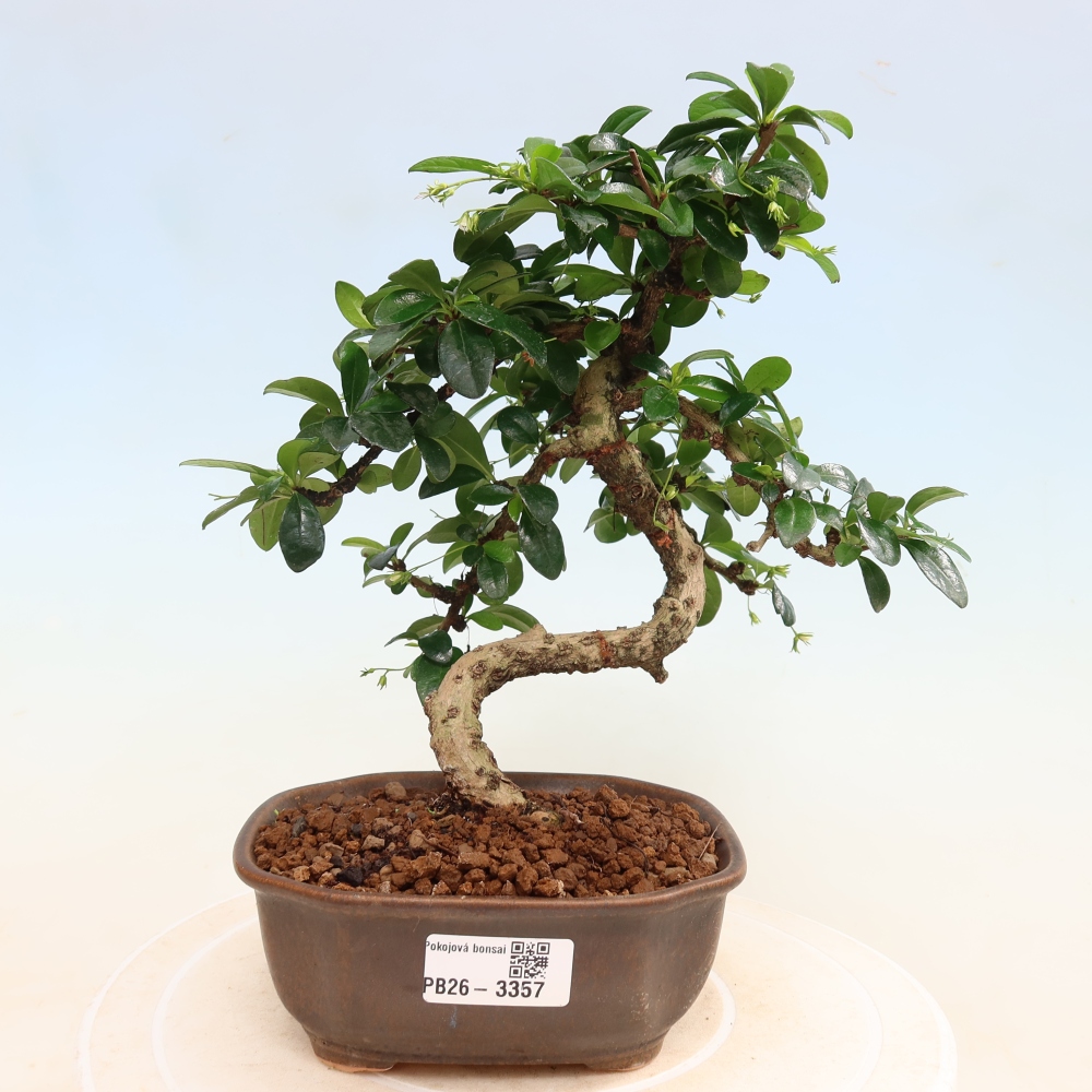 Camera bonsai - Carmona macrophylla - Tea fuki