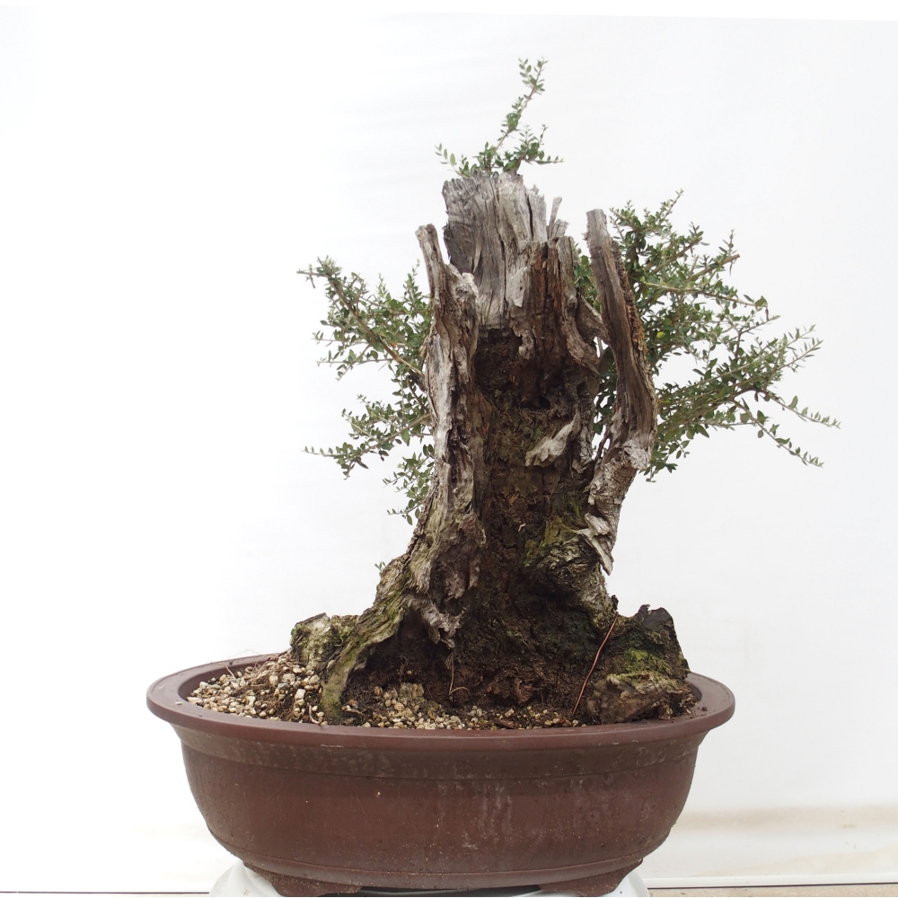 Bonsai da interno - Olea europaea sylvestris
