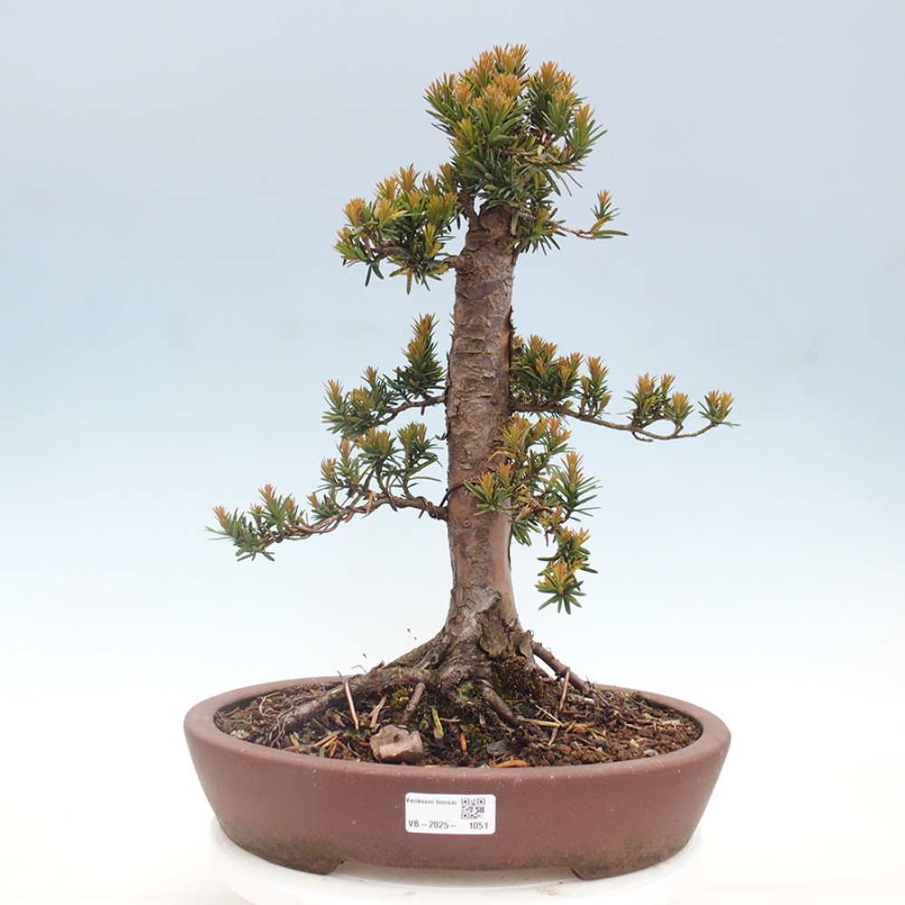 Bonsai da esterno - Taxus cuspidata - Tasso giapponese